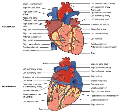 Heart Anatomy Diagram Labeled