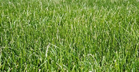 All You Need to Know About Tall Fescue