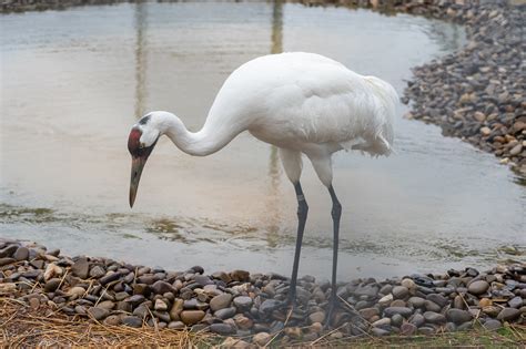 New Whooping Crane Breeding Facility Opens at the Smithsonian ...