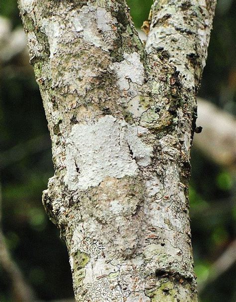 Let's play - spot the gecko! | Animals, Camouflage, Mossy leaf tailed gecko