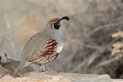 Gambel's Quail: Game Bird Profile - Gun Dog