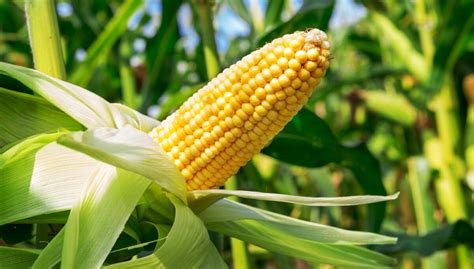 5,000-year-old cob reveals the origins of corn