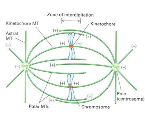 Mitosis - Study Solutions