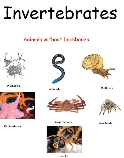 Invertebrates | Vertebrates and invertebrates, Vertebrates, Teaching ...