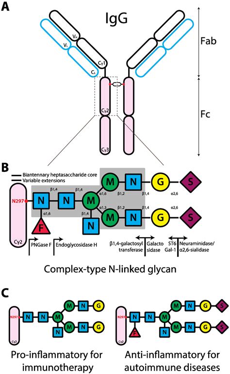 Antibodies | Free Full-Text | Antibody Glycosylation and Inflammation