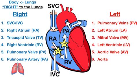 Heart Blood Flow Diagram Simple