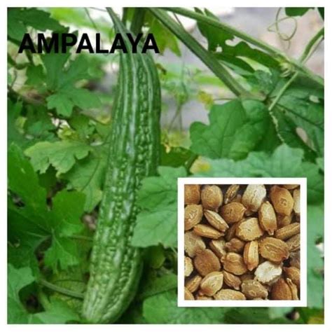 AMPALAYA SEEDS FOR PLANTING | Shopee Philippines