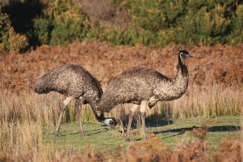 Emu Farming: An In-Depth Guide on Raising Emus