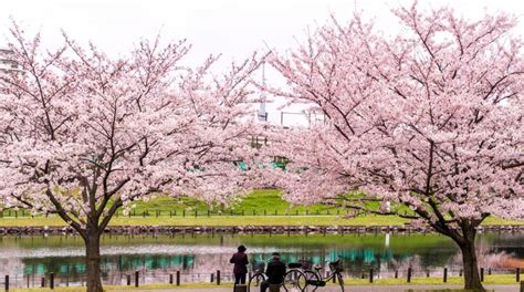 How to Hanami – Metropolis Magazine