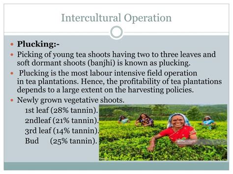 Cultivation Practices of Tea.