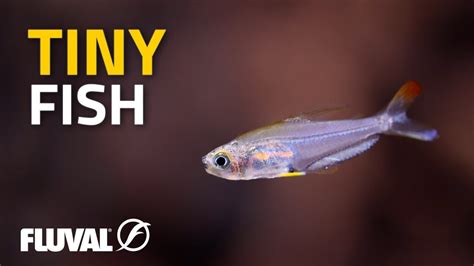 TINY FISH: A Summary of Small Species for Aquariums! - YouTube