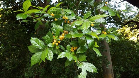 Streblus asper (Moraceae) image 152348 at PhytoImages.siu.edu