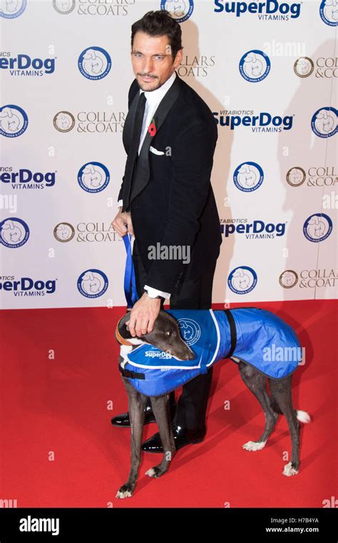 Battersea, London, November 3rd 2016. Celebrities and their dogs attend ...