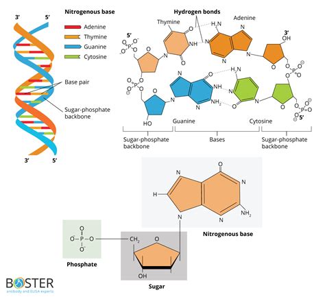 Label The Diagram Of Dna Nucleotide And Basis