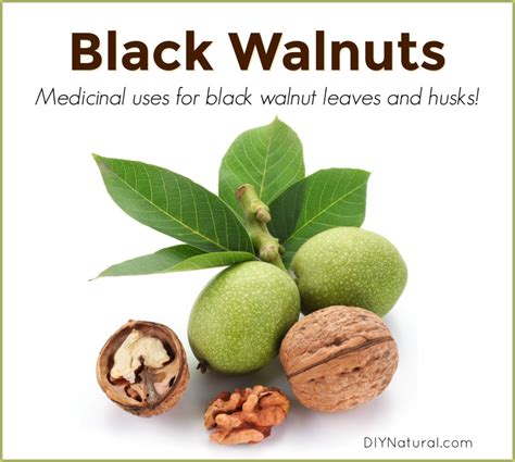 Black Walnut: Medicinal Uses for Black Walnut Leaves and Husks