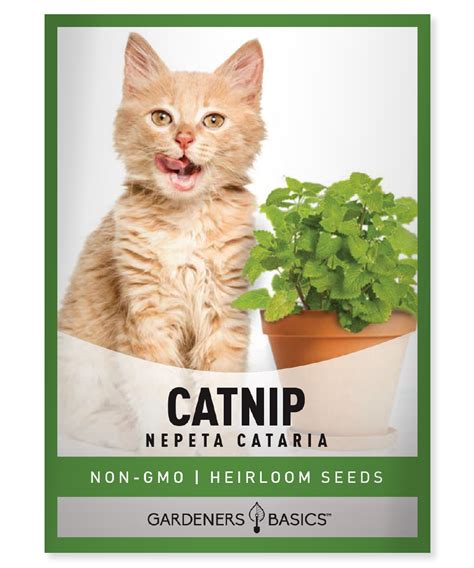 Shop Heirloom Catnip Seeds - Perfect for Cats and Herbal Teas ...