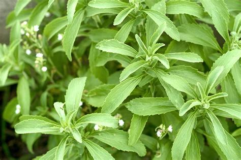 Stevia | Definition, Sweeteners, Health, & Benefits | Britannica