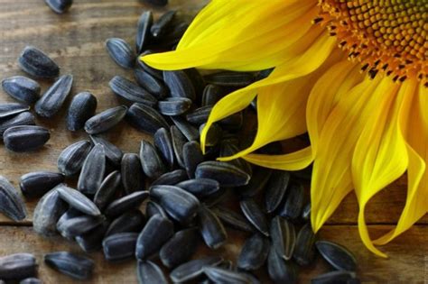 Sunflower Seeds With Honey - A Recipe That Will Keep You Healthy | Top ...