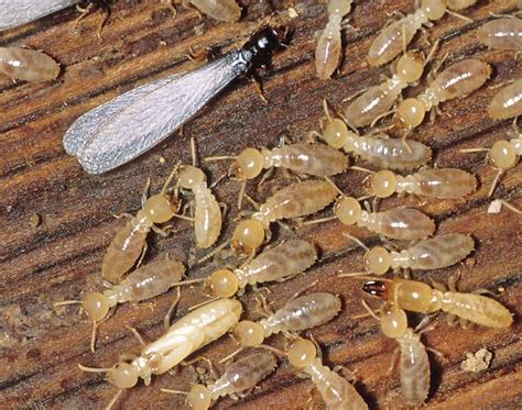 DRYWOOD TERMITES CONTROL | Arizona Solutions