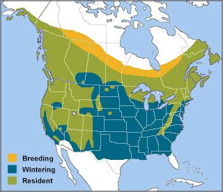 Red-breasted Nuthatch - American Bird Conservancy