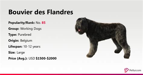 Bouvier des Flandres Dog Breed Info, Size, Price, Height | Petlur