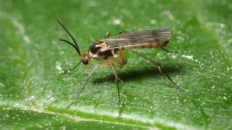 Fungus Gnats - Environmental Factor