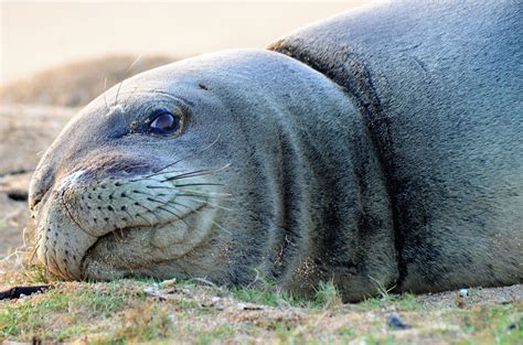 Couple Apologizes After Wife Touches Monk Seal in Video As Officials ...