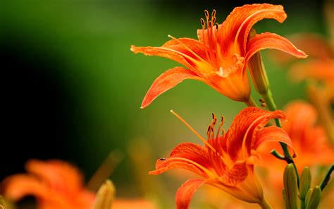 Stunning Orange Flower wallpaper | 2560x1600 | #23585