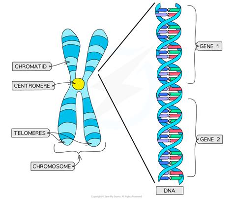 Chromosome Structure Diagram