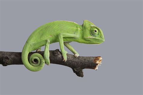 Create a Habitat for your Chameleon - Reptiles Magazine