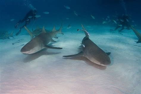 Scuba diving in Lake Malawi | Fish pet, Turtletown, Africa