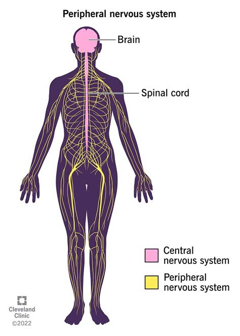 Peripheral Nervous System (PNS): What It Is & Function