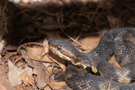 How to Identify a Baby Cottonmouth Snake (16 Helpful Photos)