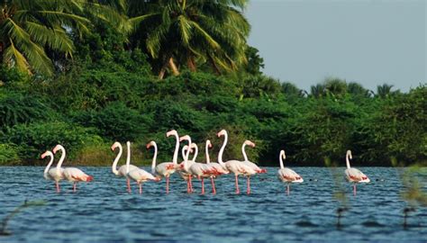 Salim-Ali-Bird-Sanctuary-goa - Golden Goa