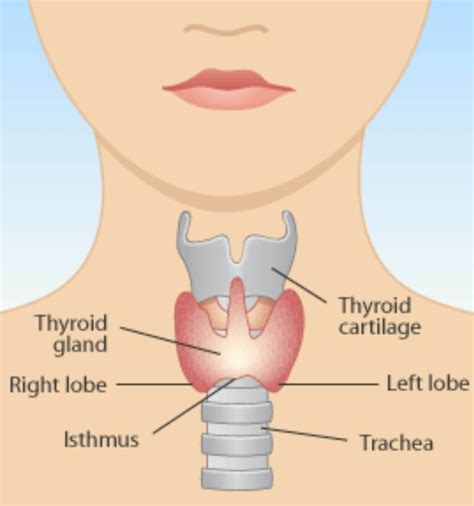 Photo of the Thyroid Gland - HypoGal Website