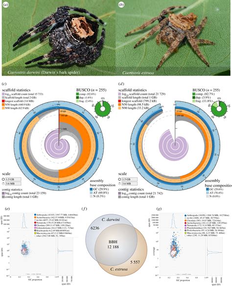 Darwin’s bark spider shares a spidroin repertoire with Caerostris ...