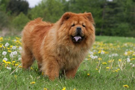 Animals Chow Chow (Dog) Photos HD Wallpapers