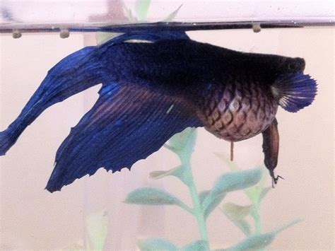 Dropsy in Bettas: How to Diagnose, Treat and Prevent Dropsy for Betta ...