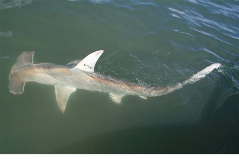 Witness The Phenomenon Of Hammerhead Shark Migration In Florida: May ...