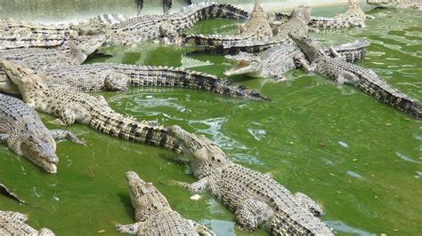 Davao Crocodile Park - All You Need to Know BEFORE You Go (2024)