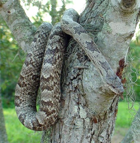 Phillip's Natural World: Florida's Non-poisonous Snakes | Poisonous ...