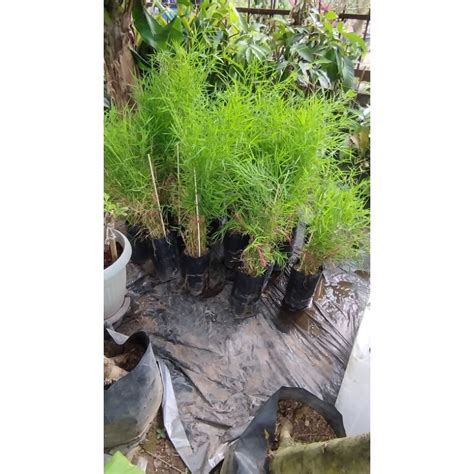 Anak pokok buluh perindu / buluh perindu | Shopee Malaysia