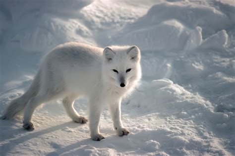 5 Interesting Facts About Arctic Foxes | Hayden's Animal Facts