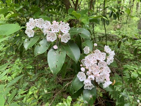 The Mountain Laurel are blooming this week in Pennsylvania. | Plant ...