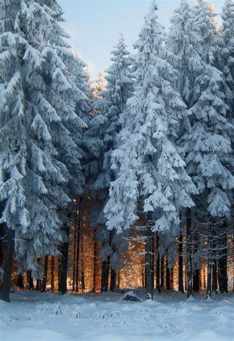 Light in winter forest by ioana forna (no location given) ️ | Winter ...