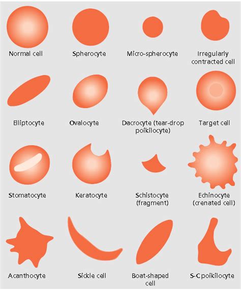 Medical Laboratory and Biomedical Science: Blood Cell Morphology Guide