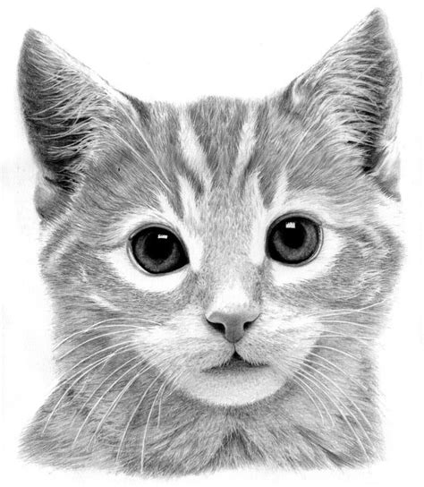 art pencil drawings | Kitten Drawing by Ronny Hart - Kitten Fine Art ...