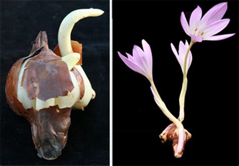 Autumn Crocus, Colchicum spp. – Master Gardener Program