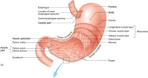 Simple Stomach Diagram