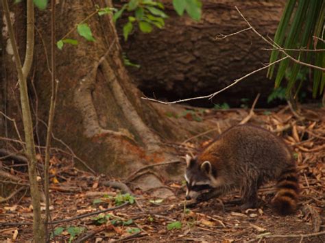 I Heart My Pen: Photography (and other animals): Haunted Swamp, Louisiana